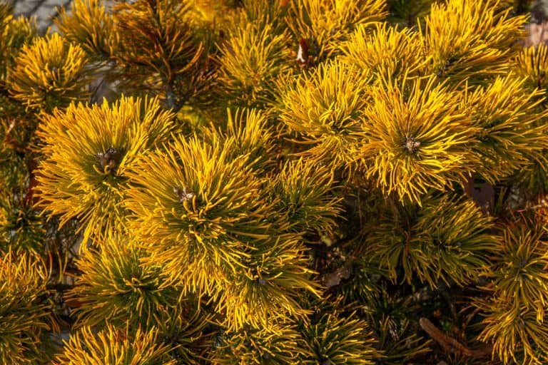 Pinus virginiana a north american coniferous tree yellowed over winter, Golden Pine Tree Care Guide for Beginners