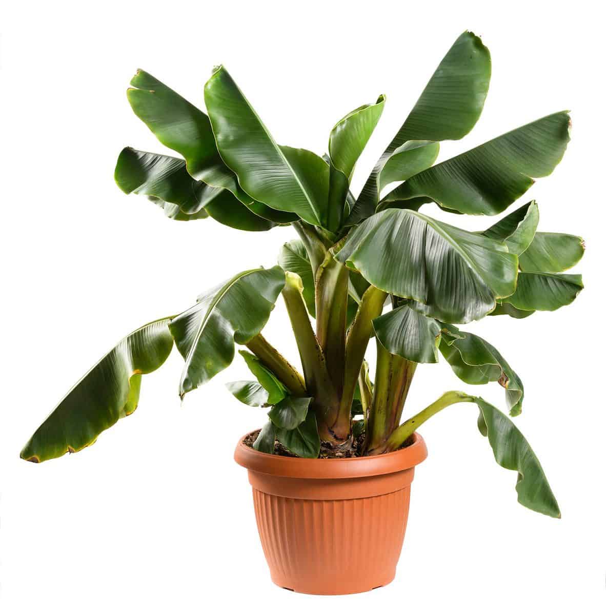Potted musa acuminata dwarf banana plant with ornamental green fronds