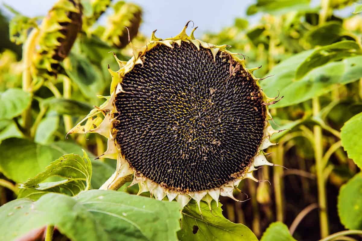 Ripe sunflower flower in the field. Collection of seeds for the production of sunflower oil.