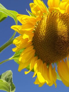 Russian mammoth sunflower or helianthus annuus, Mammoth Sunflower Garden Guide for Beginners