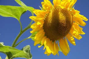 Read more about the article How to Grow Mammoth Sunflowers [Garden Guide for Beginners]