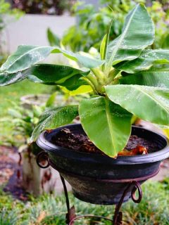 Small banana tree on a pot behind a garden, How Do You Prepare a Banana Tree for Winter?