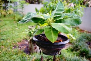 Read more about the article How Do You Prepare a Banana Tree for Winter?