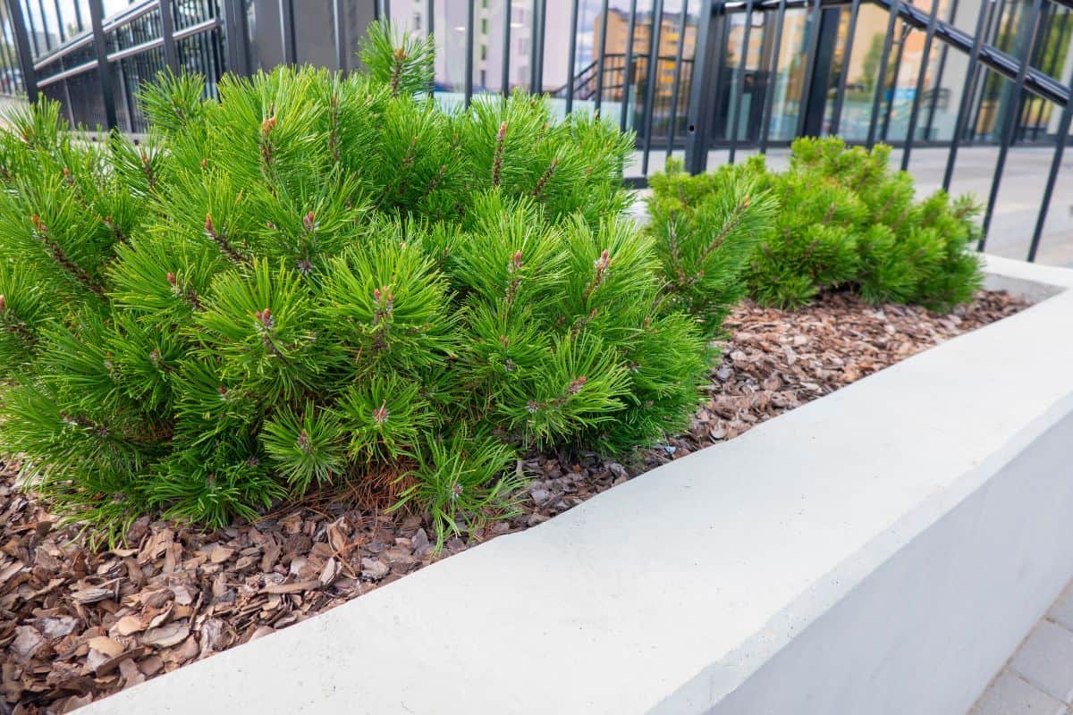 Small pine tree mulched with natural brown bark mulch near modern building in the city. Modern gardening landscaping design