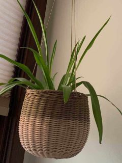 Spider plant in hanging basket screwed in ceiling, 7 Hanging Plants that Can Grow Well in the Bathroom