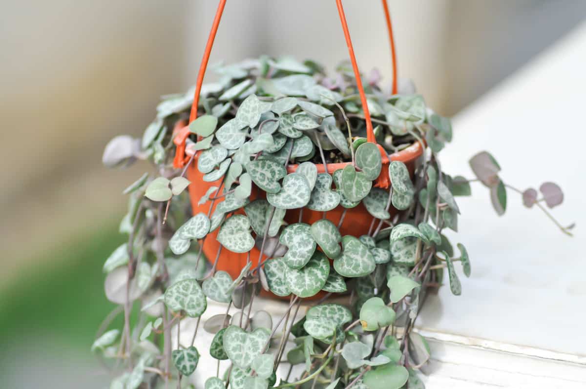 String of hearts cascading down a pot