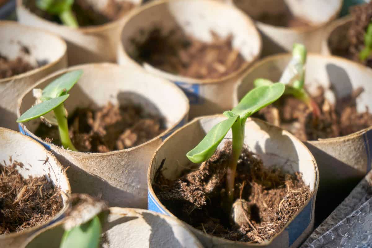 Sunflower seedlings in toilet paper rolls. Green sapling plants in a nursery plot. Sustainable home gardening concept.