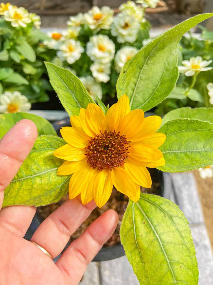 Sunny smile sunflower on hand women, so beautiful little yellow flower.
