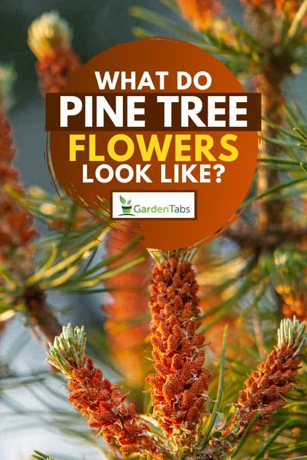 What Do Pine Tree Flowers Look Like? 