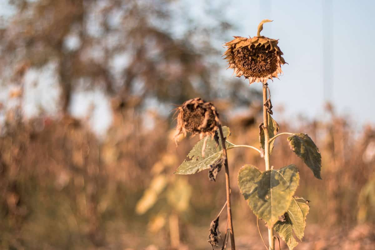 Withered Sunflowers Ripened Dry Sunflowers Ready for Harvesting.