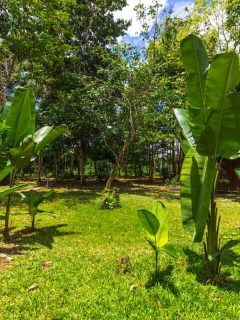young banana tree planted at the back of a wooden house, 25 Types of Banana Plants