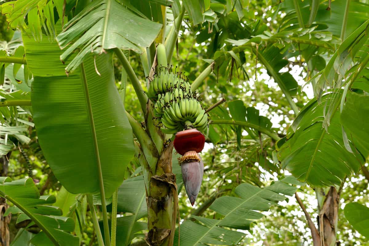 banane tree in Africa fresh 