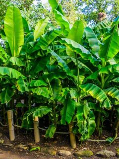 Banana plants in a tropical garden, nature and horticulture background, How Fast Do Banana Trees Grow?