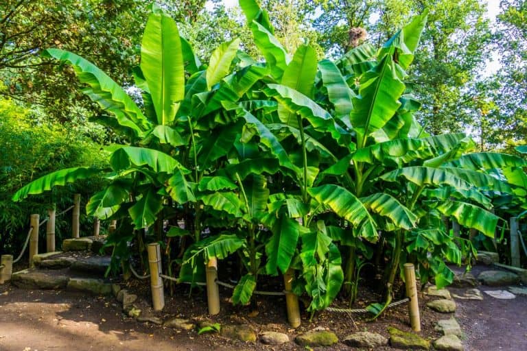 Banana plants in a tropical garden, nature and horticulture background, How Fast Do Banana Trees Grow?
