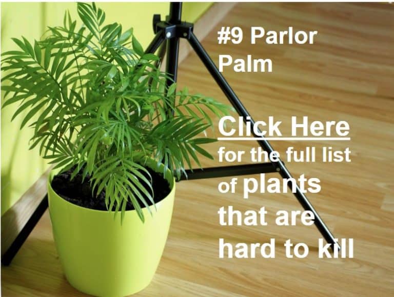 plants-hard-to-kill