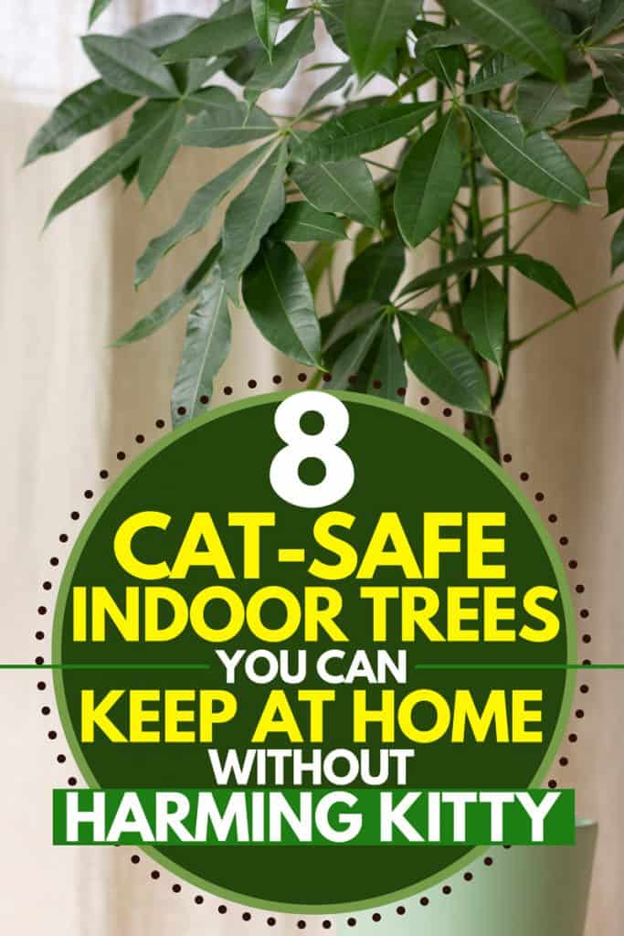 Safe For Cats And Dogs