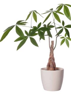A-Money-tree-on-a-white-pot-isolated-on-a-white-background, 8 Cat-Safe Indoor Trees You Can Keep At Home Without Harming Kitty