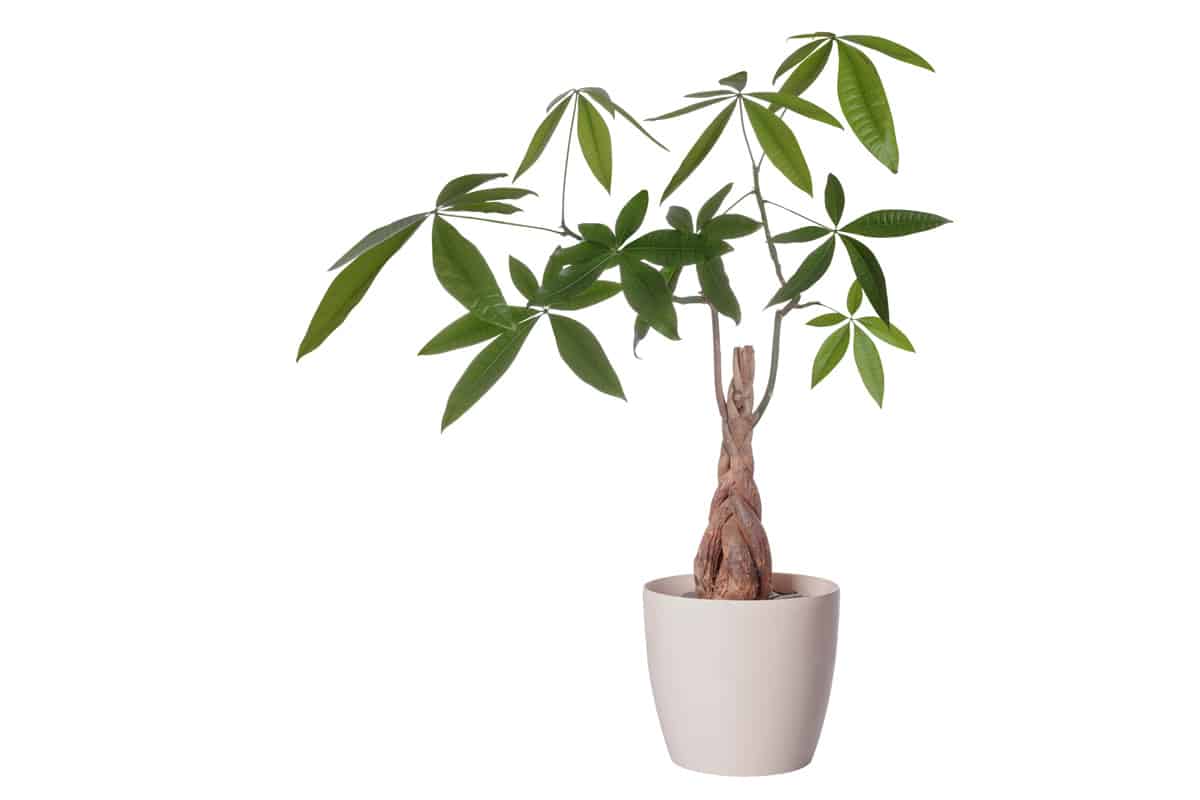 A-Money-tree-on-a-white-pot-isolated-on-a-white-background, 8 Cat-Safe Indoor Trees You Can Keep At Home Without Harming Kitty