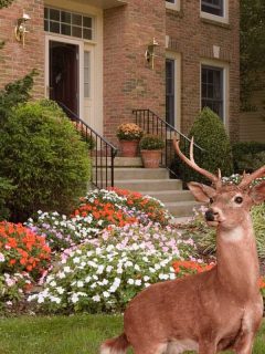 A collage of Lush flower beds with impatiens line a walkway to a front door of a residence and a deer, Do Deer Eat Impatiens? [And How To Protect Your Impatiens From Them]