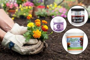Read more about the article What Kind Of Fertilizer Helps Flowers Bloom? [7 Concrete Suggestions]