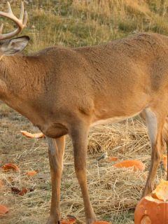 A deer eating pumpkins, Do Deer Eat Pumpkins or Pumpkin Plants?