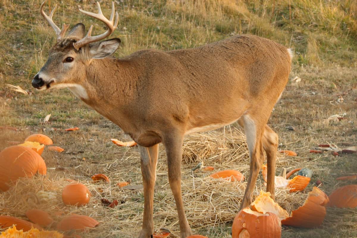 Do Deer Eat Pumpkins Or Pumpkin Plants? 