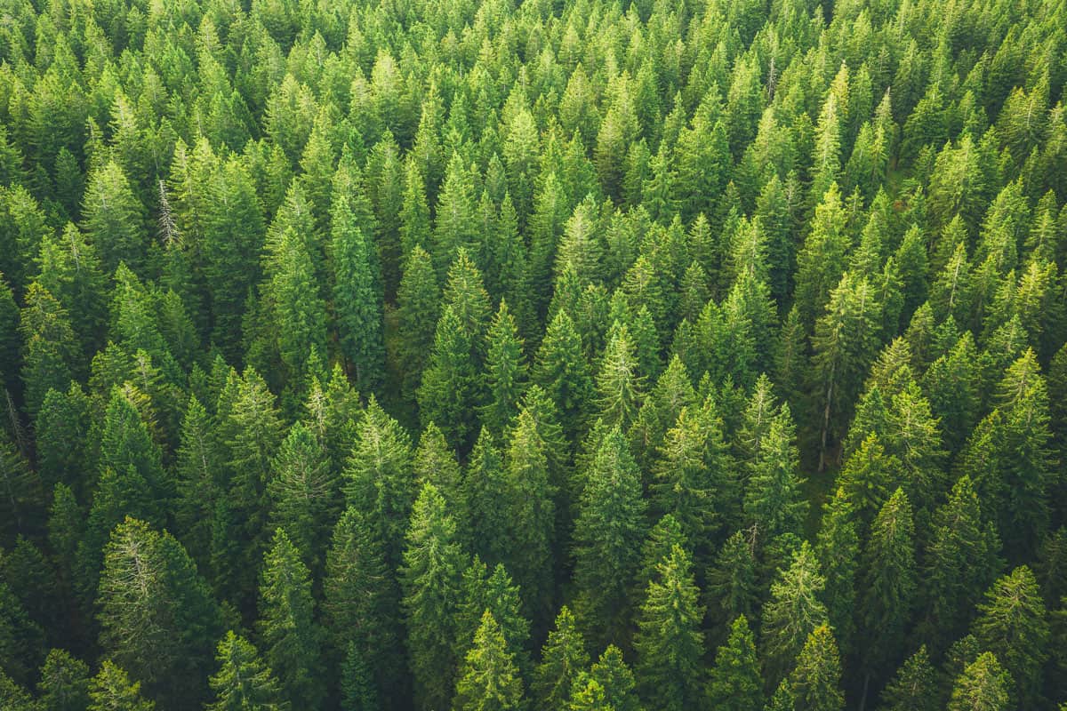 A forest filled with pine trees, What Are Pine Trees Good For?