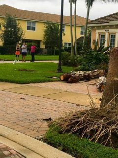 A man uses a chainsaw to remove a fallen palm tree from the front yard of his Florida home, How Much Does it Cost to Remove a Palm Tree?