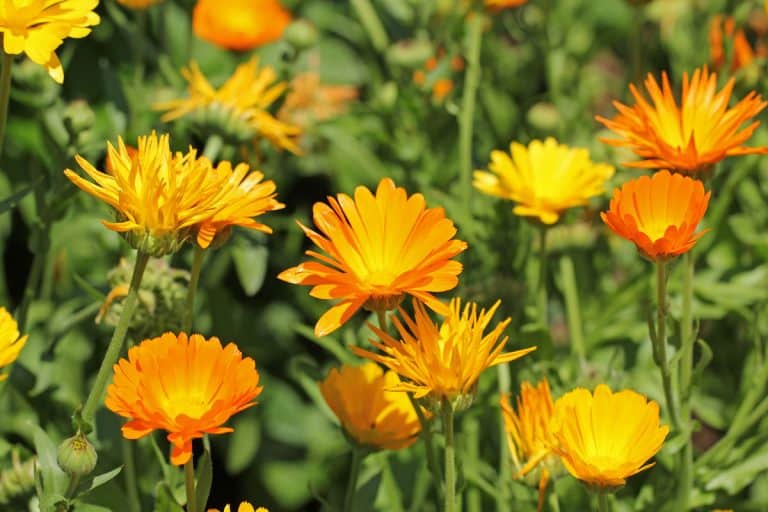 A marigold at full bloom on the hot sun, Do Deer Eat Marigolds? [And How to Prevent That]