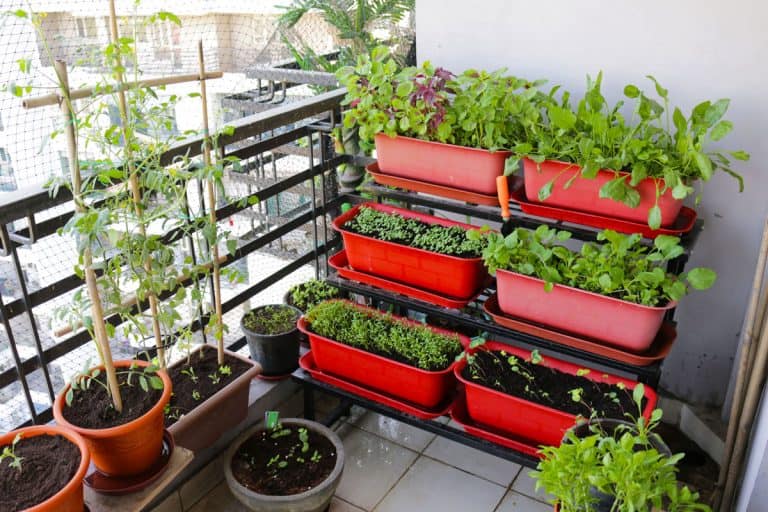 A vertical garden with vegetables inside a rectangular pot, 15 Wood Stains That Are Safe for a Vegetable Garden