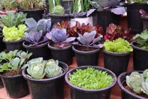 Read more about the article How To Plant In Pots Without Drainage Holes? [4 Steps]
