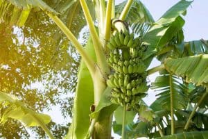 Read more about the article What Is The Best Fertilizer For Banana Trees?