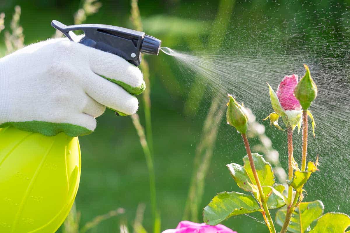 Close-up of a female hand holding spray watering plant roses, How much water do roses need? [Inc. watering techniques]