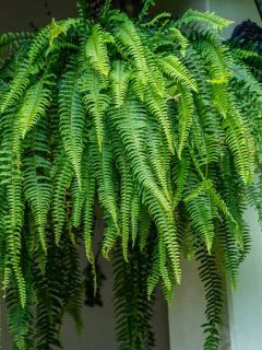 Closeup of a large fern hanging on in a garden, Do Ferns Need Drainage? [And how much should you water them]