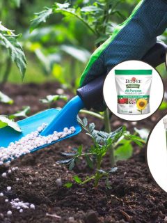 A collage of plant fertilizers with a farmer giving granulated fertilizer to young tomato plants on the background, 15 Best All-Purpose Plant Fertilizers [Liquid, Powder and Granular]