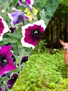 Deer looking at a petunia flower, Do Deer Eat Petunias? [And how to STOP them from doing that]