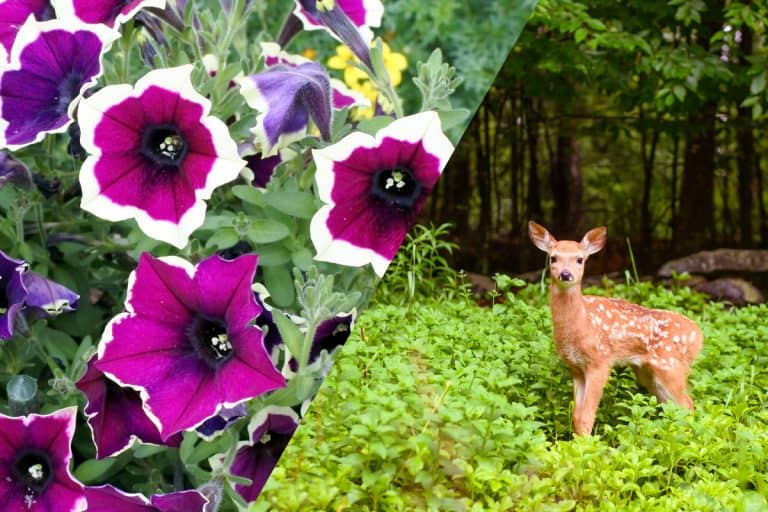 Deer looking at a petunia flower, Do Deer Eat Petunias? [And how to STOP them from doing that]