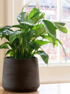 House plant next to a window in a beautifully designed interior, 15 Large Plant Pots With Drainage Holes