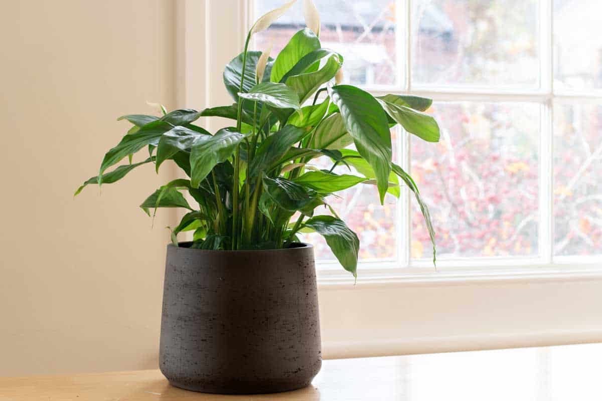 House plant next to a window in a beautifully designed interior, 15 Large Plant Pots With Drainage Holes