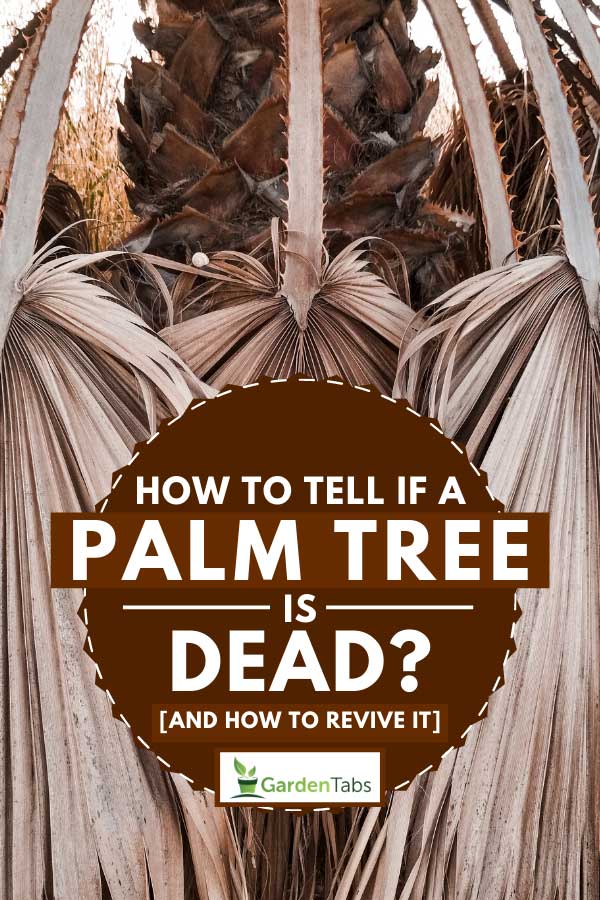 Dry tropical palm leaves on a dead palm tree, How To Tell If a Palm Tree is Dead? [And How To Revive It]