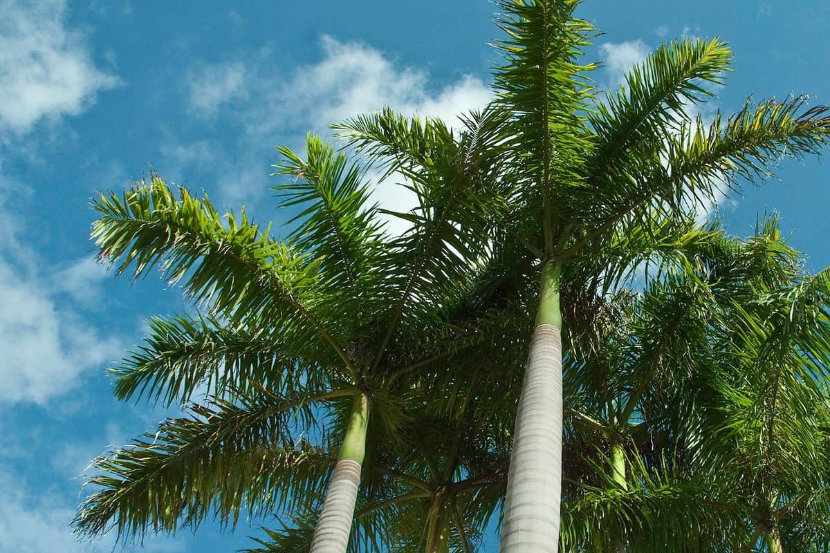 Low angle view of royal palm trees against deep blue sky