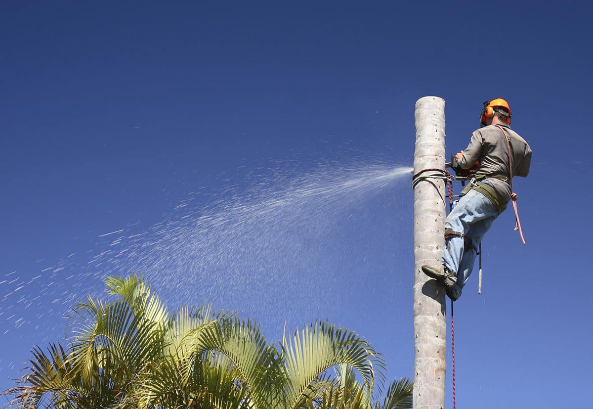 Man starting cutting down the palm tree trunk