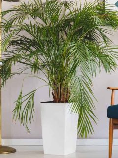 Palm plant in white pot in stylish living room interior, How Often Should You Water Majesty Palm?
