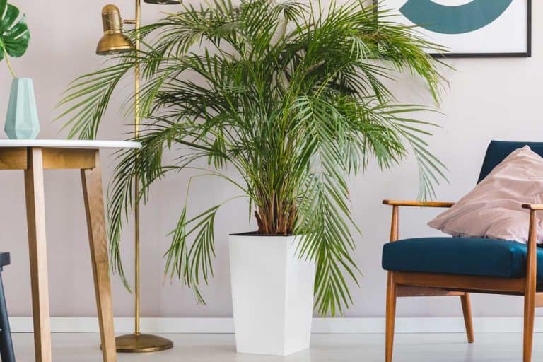 Palm plant in white pot in stylish living room interior, How Often Should You Water Majesty Palm?