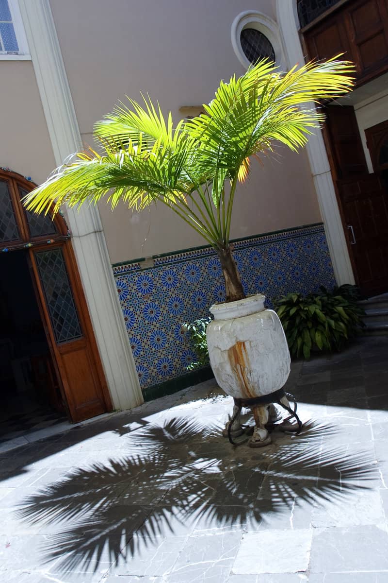Photo of young palm tree in vase set up in the yard of building like decoration