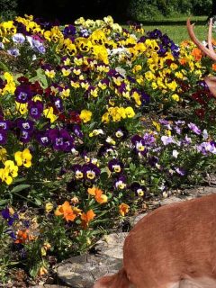 Stock photo of large ground of multicoloured pansies flowering and blooming in raised wooden garden bed with log roll edging, annual summer bedding garden border with deer on the backgroud, Do Deer Eat Pansies? [And How to Prevent That]