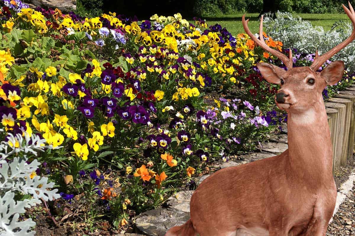 Stock photo of large ground of multicoloured pansies flowering and blooming in raised wooden garden bed with log roll edging, annual summer bedding garden border with deer on the backgroud, Do Deer Eat Pansies? [And How to Prevent That]