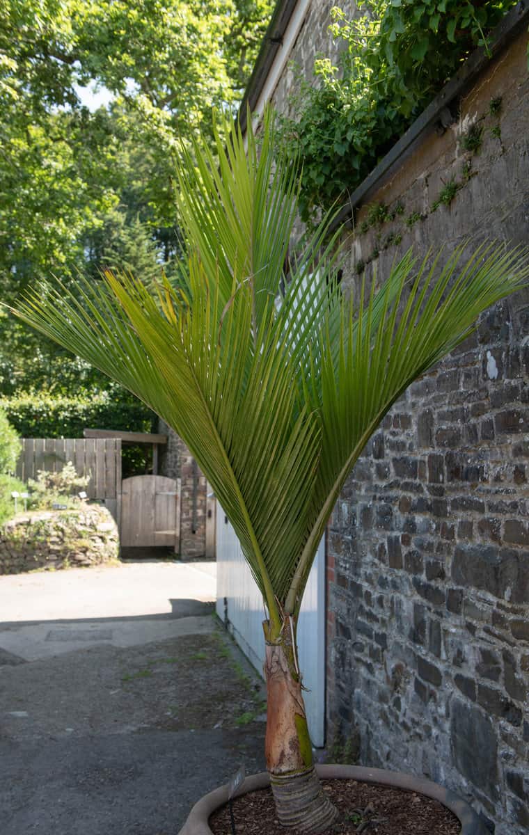 Summer Foliage of New Zealand or Nikau Feather Palm Tree (Rhopalostylis sapida) Growing in an Earthenware Pot by a Granite Stone Wall in a Garden