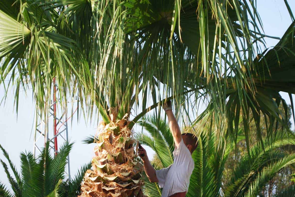 Tree surgeon trimming a palm tree wearing tree climbing equipment
