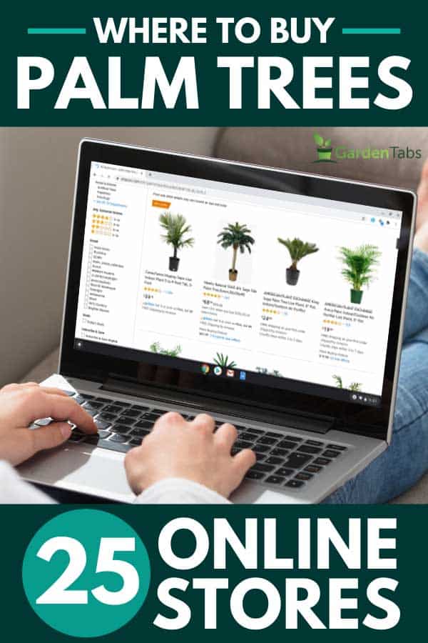 Woman doing online shopping buying palm trees on Amazon website, Where To Buy Palm Trees [29 Online Stores]